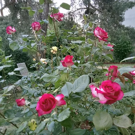 La Maison Des Roses Nantes